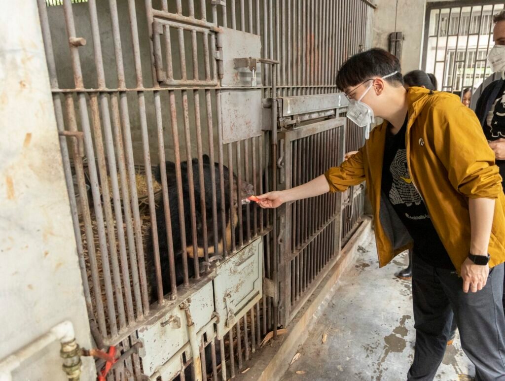 A person wearing a yellow jacket and face mask feeds a moon bear, through the bars of its enclosure at Chengdu Bear Rescue Centre. Another individual stands nearby, observing the interaction.