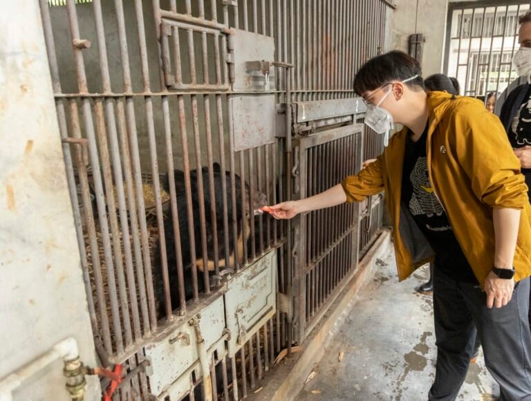A person wearing a yellow jacket and face mask feeds a moon bear, through the bars of its enclosure at Chengdu Bear Rescue Centre. Another individual stands nearby, observing the interaction.